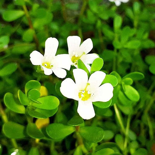 Brahmi Bacopa Extract - Purity(%): 100%