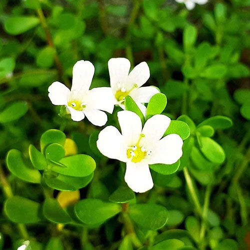 Brahmi Bacopa Extract