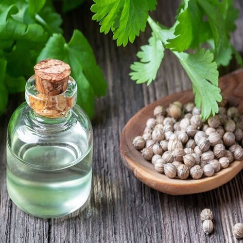Coriander Oleoresin