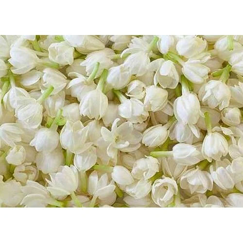 Jasminum Sambac Flower Concrete