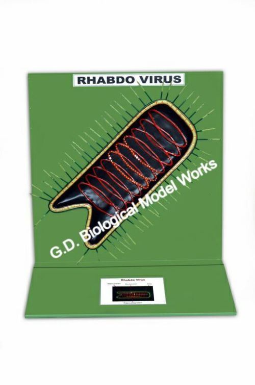 Rhabdo Virus Model - Color: Natural