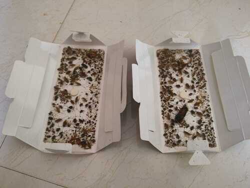 Cockroach Glue Trap Sheets