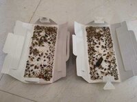 Cockroach Glue Trap Sheets - Material: Paper Board