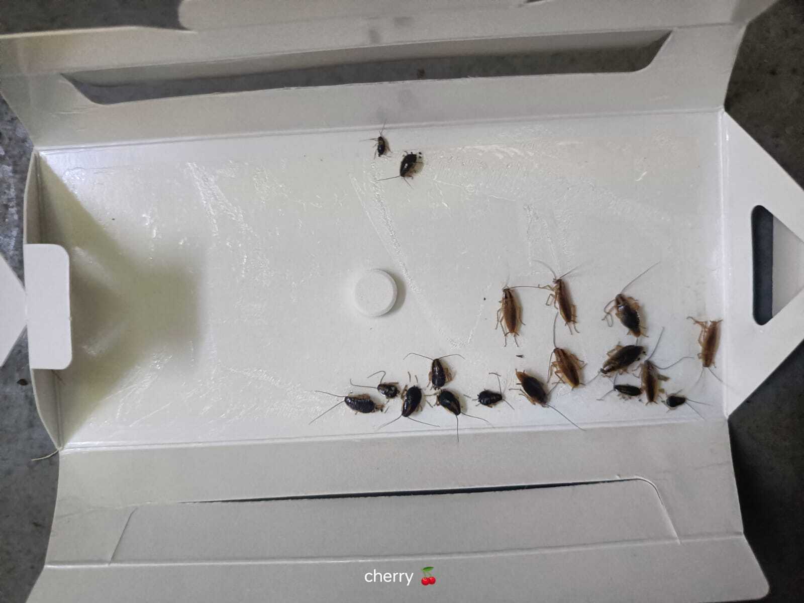 Cockroach Glue Trap Sheets