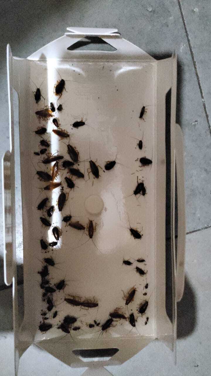 Cockroach Glue Trap Sheets