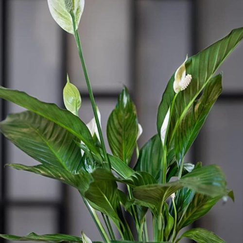 Peace Lily