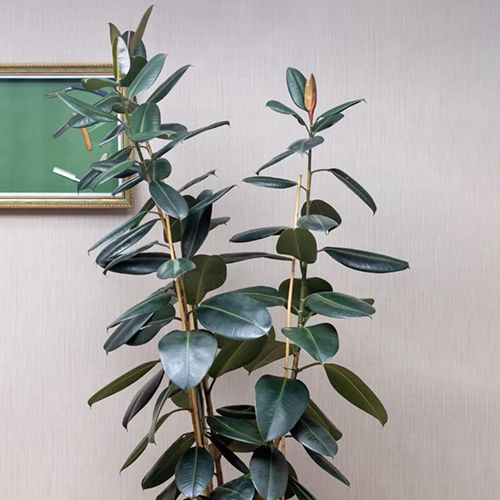 Rubber Plant - Color: Green