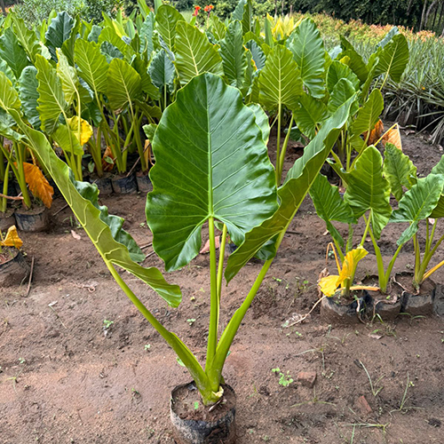 Alocasia Macrorrhizos
