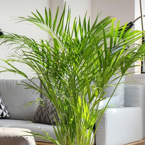Areca Palm