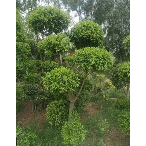 Callistemon Citrinus
