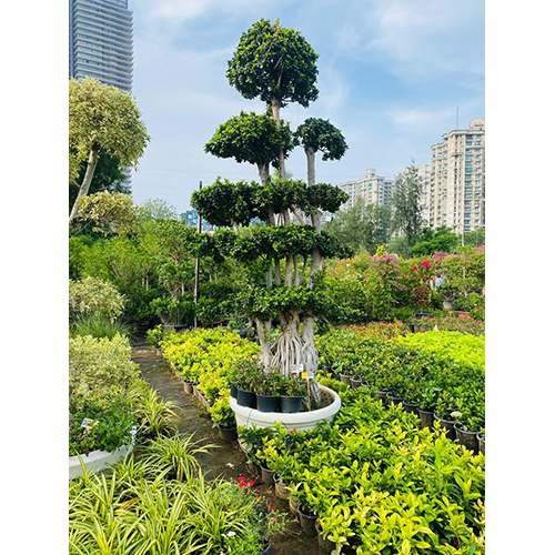 Chinese Banyan