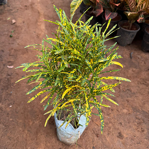 Codiaeum Variegatum