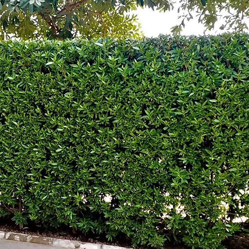 Conocarpus Plant