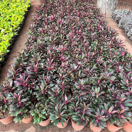 Cordyline Fruticosa