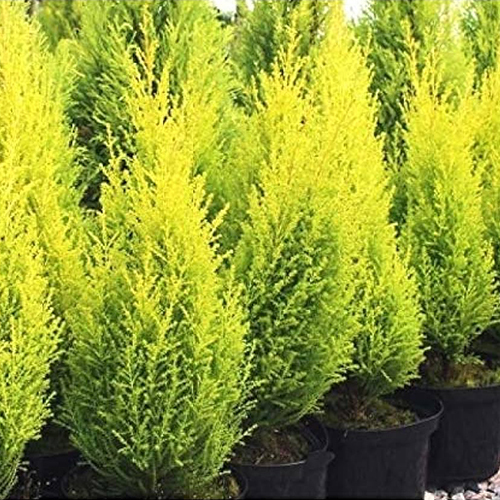 Cupressus Plant