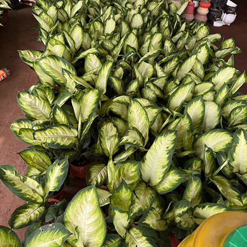 Dumb Cane