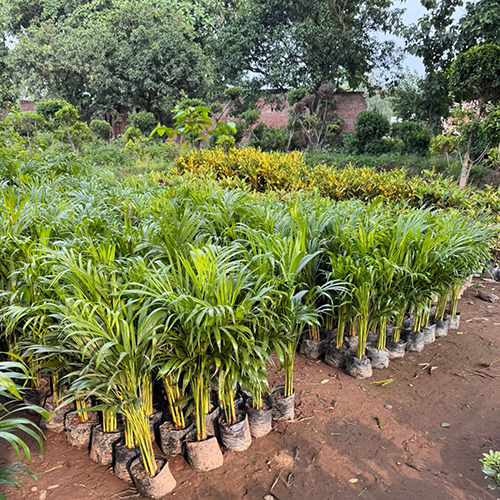 Dypsis Lutescens