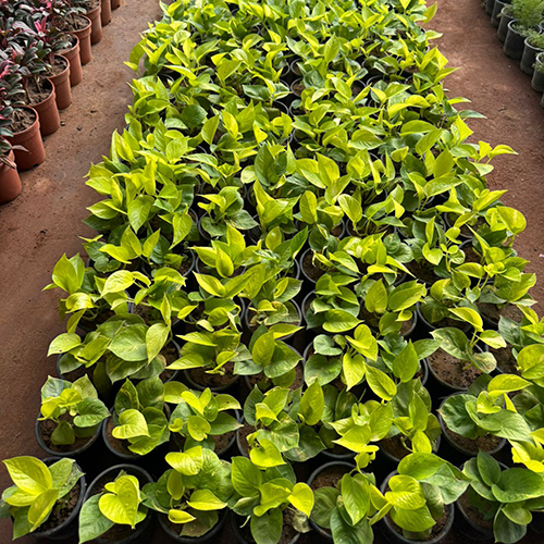 Epipremnum Aureum - Color: Green