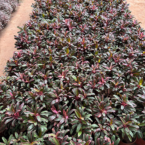 EuphorbiaAmygdaloides Plant