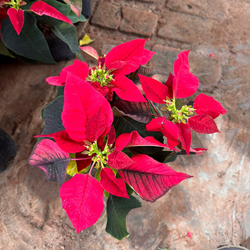 EuphorbiaPulcherrima Plant