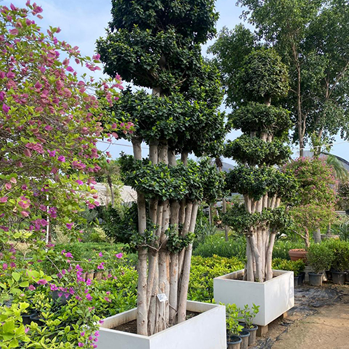Ginseng Ficus