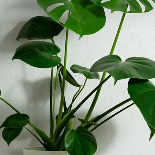 Monstera Deliciosa