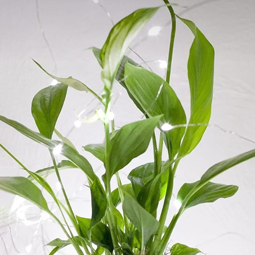 Peace Lily