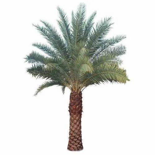 Phoenix Dactylifera