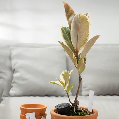 Rubber Plant