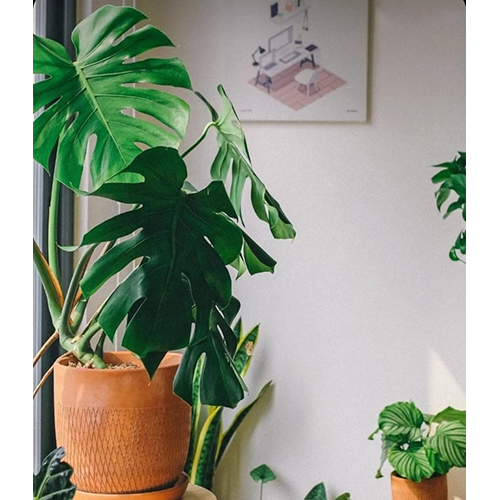 Severals Stunning Plant
