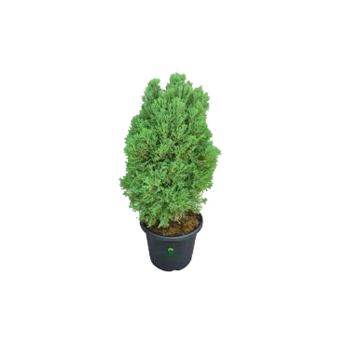 Thuja Occidentalis