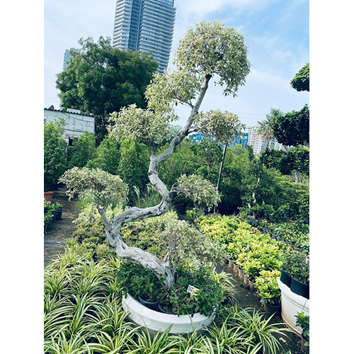 Variegated Weeping Fig - Color: Green