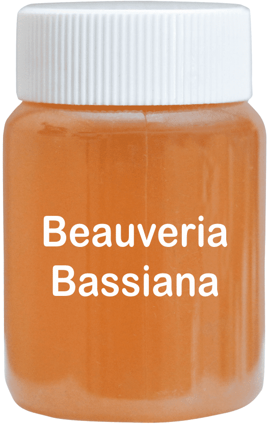 Beauveria Bassiana Liquid 