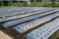Mulch Films - Large Size | Reduces Evaporation, Retains Moisture, Suppresses Weed Growth
