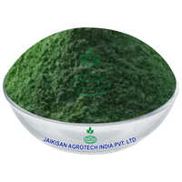 Green Seaweed Powder