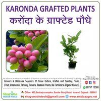 Karonda Fruit Plants