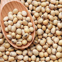 Soybean Seeds - Cultivation Type: Common