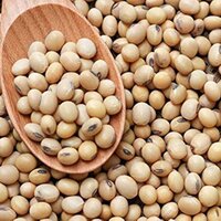 Organic Soybean Seeds - Cultivation Type: Common