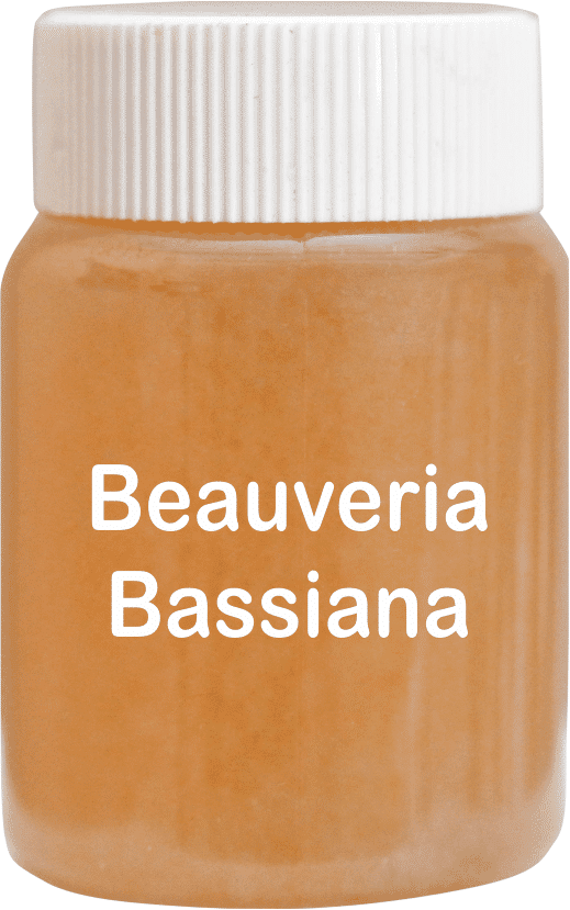 Beauveria Bassiana Technical