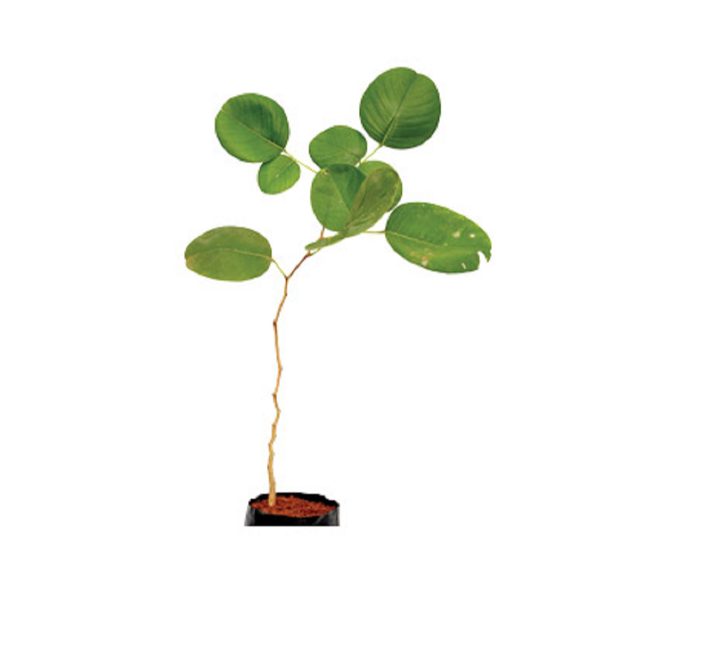 Rakta Chandan Plant
