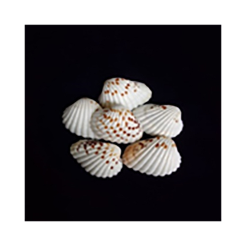Clams Sea Shell - Color: White