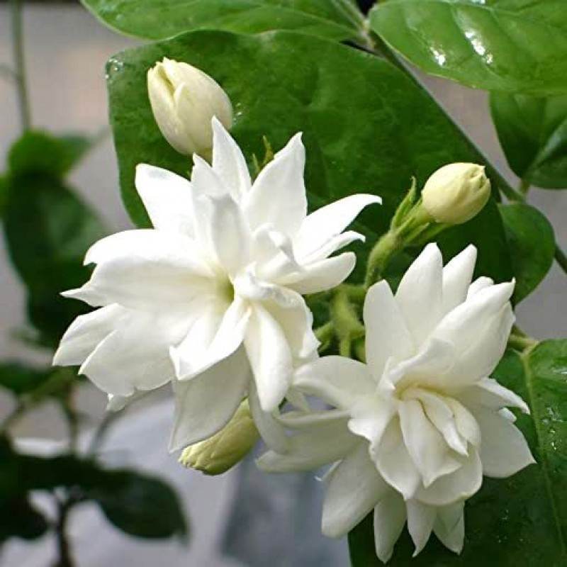 Mogra Pdcb - Brand Name: U.k.aromatics Pvt Ltd