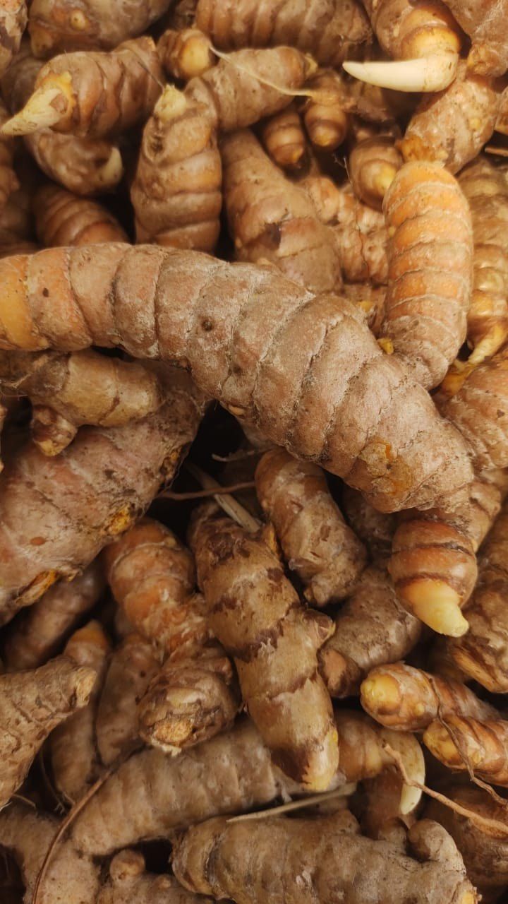 Wet Turmeric