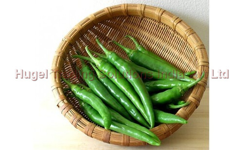 Green Chilli - Raw Natural Shape, Canned | Moisture Nil, Shelf Life 1-6 Months