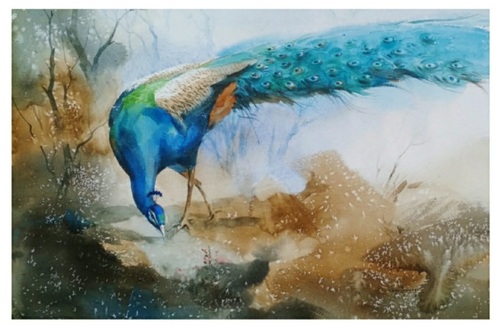 Beautiful Peacock & Watercolor Painting