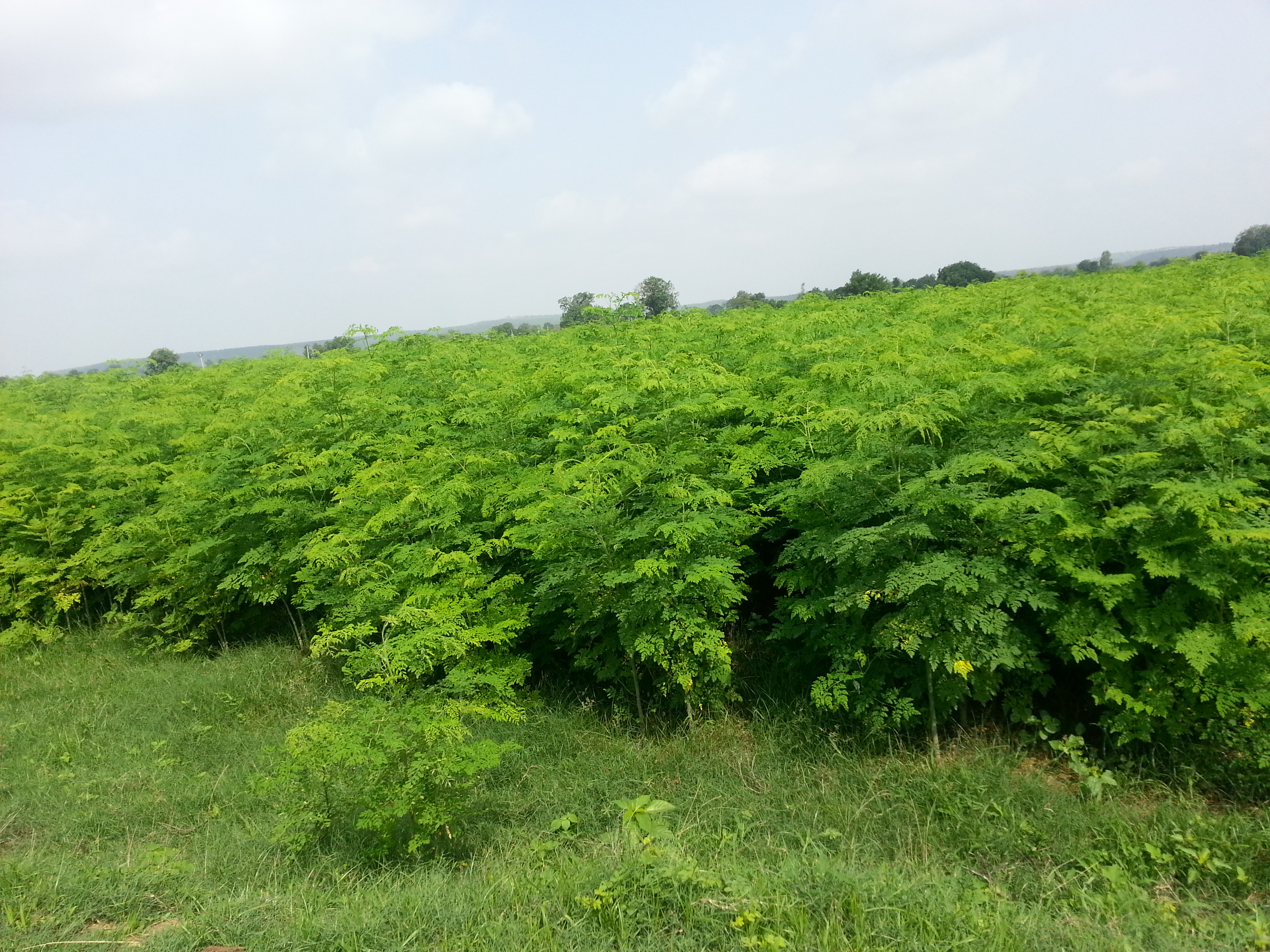 100% Pure Moringa Leaves Powder