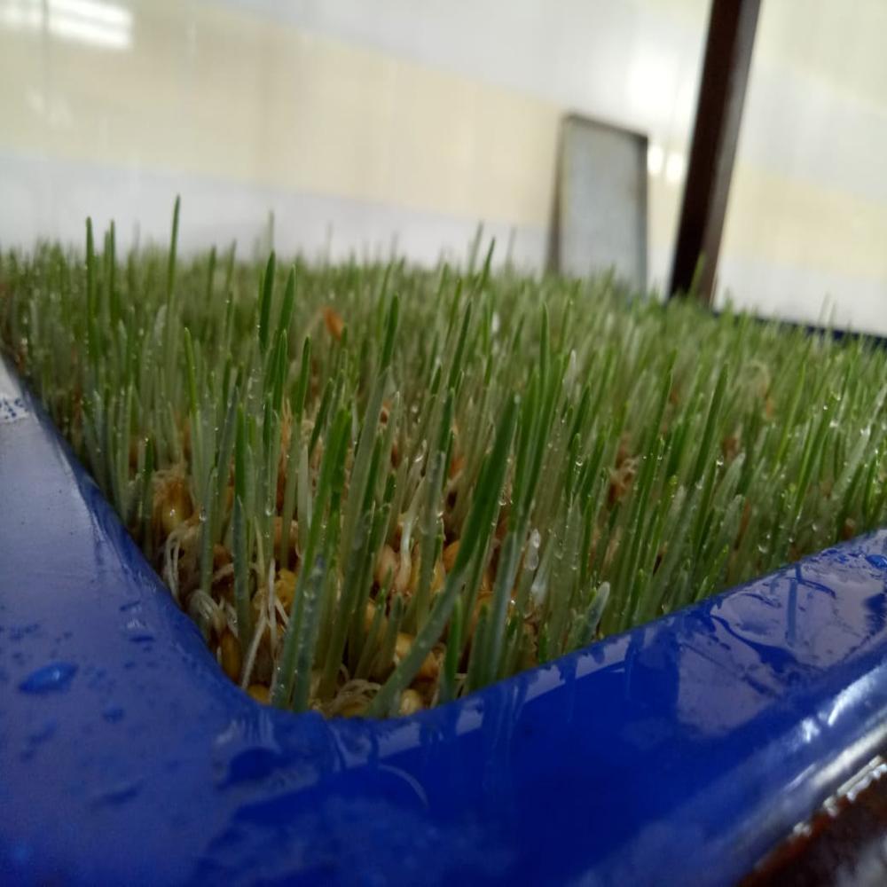 Polypropylene Virgin Plastic Hydroponic Trays