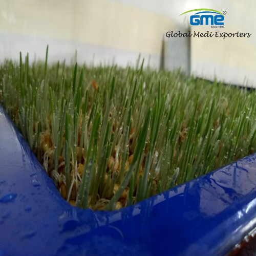 Polypropylene Virgin Plastic Hydroponic Trays