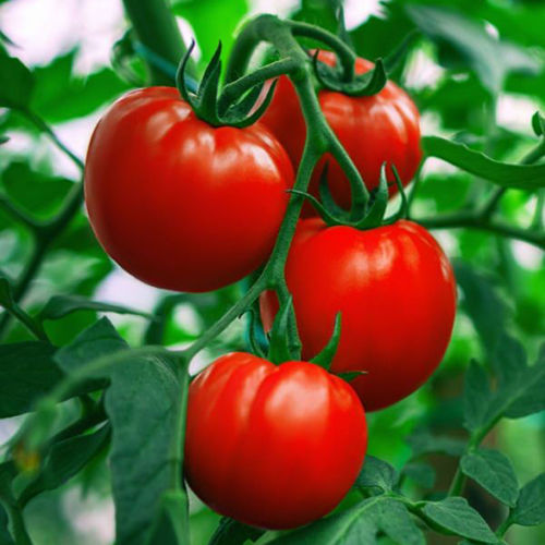 Fresh Tomato - Shape: Natural