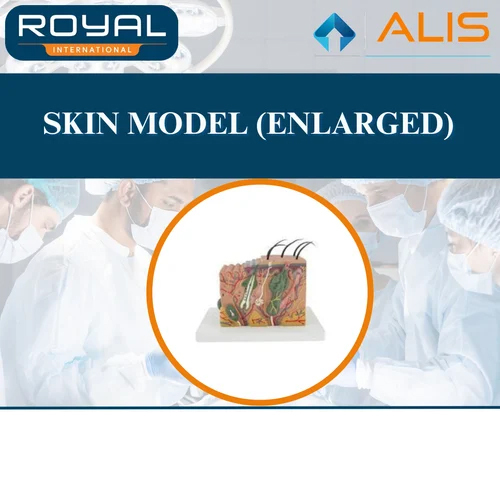 Enlarged Skin Model - Grade: Medical